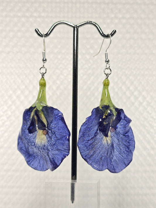 Real Butterfly Pea Flower Earrings
